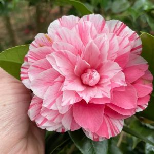 Elizabethan Gardens photo