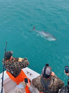 Pirate's Cove Marina photo