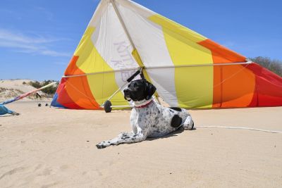 Kitty Hawk Kites photo