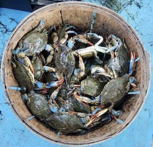 Risky Business Shrimping &amp; Crabbing Charters photo