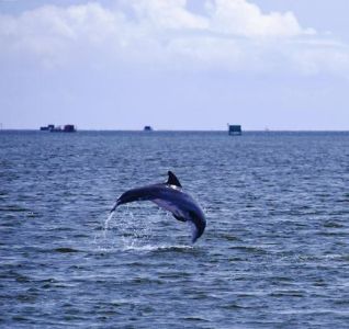Captain Johnny’s Dolphin Tours photo