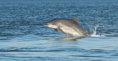 Captain Johnny’s Dolphin Tours photo