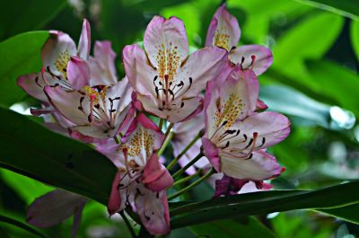 Azaleas blooms of many variety are plentiful during early spring in The Elizabethan Gardens.