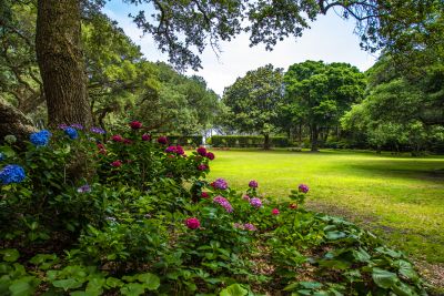 Hydrangea bed overlooking the Great Lawn of The Elizabethan Gardens. This is the site of events like Harvest HayDay, Easter Eggstravaganza, WOOFstock and other seasonal activities.