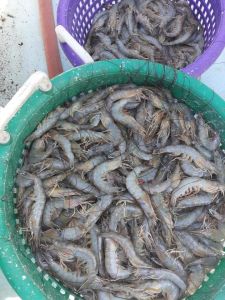 Risky Business Shrimping &amp; Crabbing Charters photo