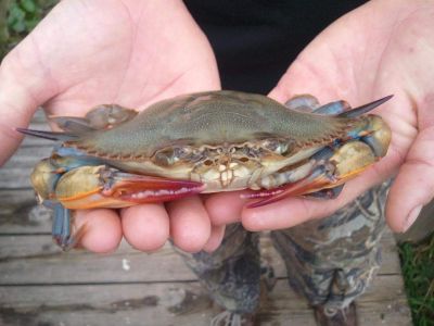 Risky Business Shrimping &amp; Crabbing Charters photo