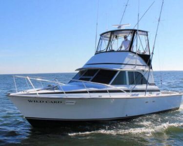 Wild Card Sportfishing Charters photo