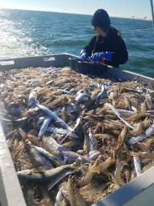 Risky Business Shrimping &amp; Crabbing Charters photo