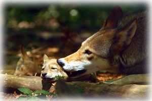 Red Wolf dad chewing on pup's ear