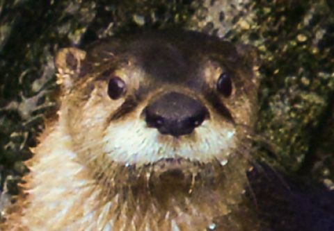 North Carolina Aquarium on Roanoke Island, Happy Otter Hour