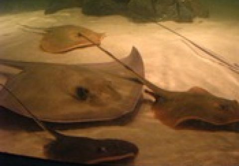 North Carolina Aquarium on Roanoke Island, Breakfast with the Rays