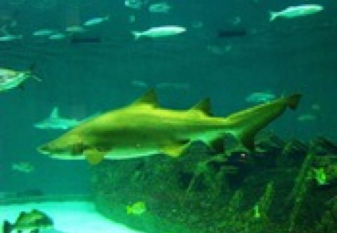 North Carolina Aquarium on Roanoke Island, Aquarium Swim with Sharks