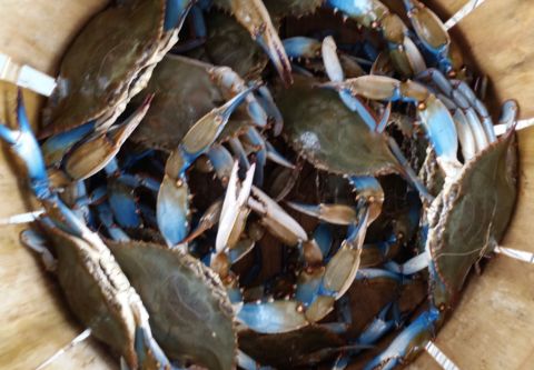 Hallie M Shrimping Charters, crabbing Charter - Midday