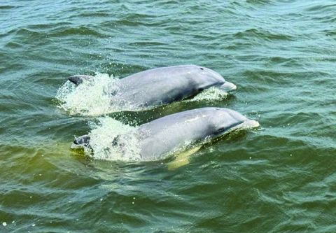 OBX Tiki Time, Tiki Boat Dolphin Tour - Roanoke Island