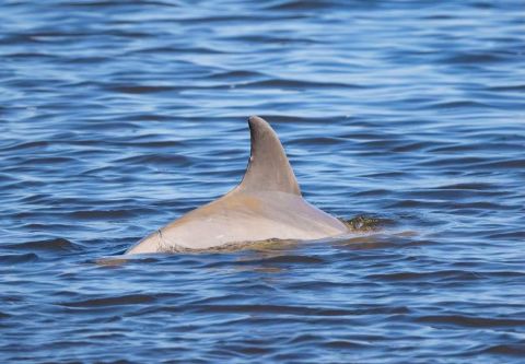 Harbor Star Dolphin Tours, Daytime Dolphin Tour