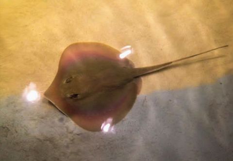 North Carolina Aquarium on Roanoke Island, Breakfast with the Rays