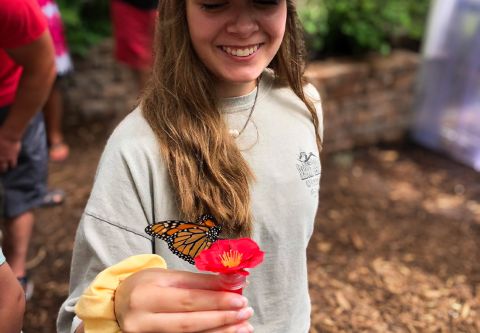 Elizabethan Gardens, Butterfly House Release