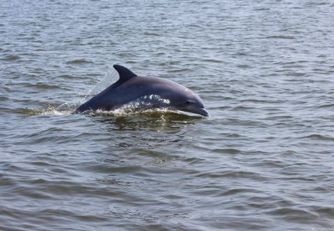 Captain Johnny’s Dolphin Tours, Morning Dolphin Watch