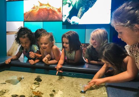North Carolina Aquarium on Roanoke Island, Day Camps