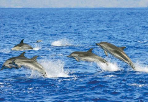 Harbor Star Dolphin Tours, Private Dolphin Tour