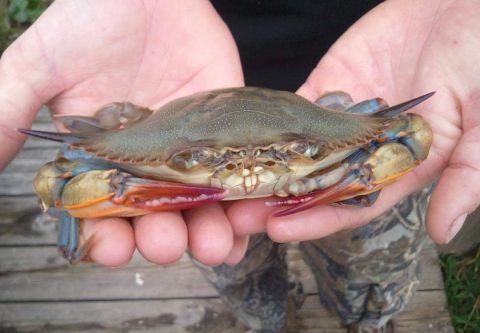 Risky Business Shrimping & Crabbing Charters, Early Afternoon Shrimp & Crab Charter