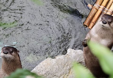North Carolina Aquarium on Roanoke Island, Happy Otter Hour