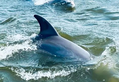 Harbor Star Dolphin Tours, Morning Dolphin Tour