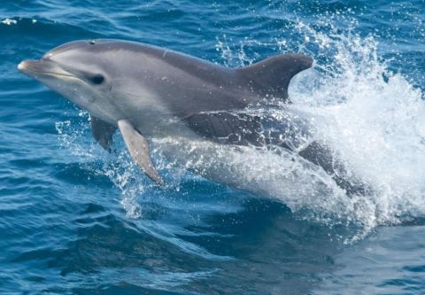 Wanchese Marina, Dolphin Tours