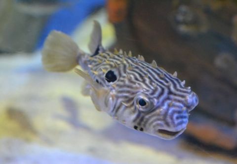 North Carolina Aquarium on Roanoke Island, Gyotaku - “Fish Printing”