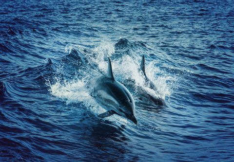 Harbor Star Dolphin Tours, Daytime Dolphin Tour