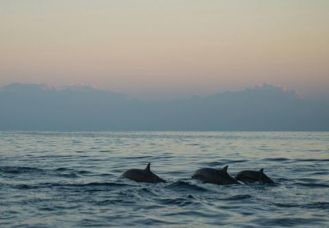 Harbor Star Dolphin Tours, Sunset Dolphin Tour