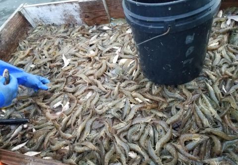 Risky Business Shrimping & Crabbing Charters, Late Afternoon Shrimp & Crab Charter