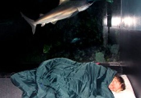 North Carolina Aquarium on Roanoke Island, Sleeping with the Sharks