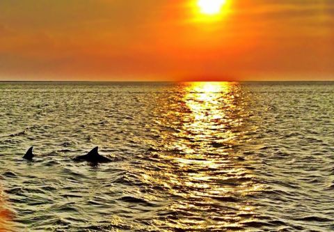 Captain Johnny’s Dolphin Tours, The Sunset Dolphin Watch
