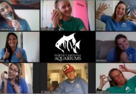 North Carolina Aquarium on Roanoke Island, Virtual Summer Camps